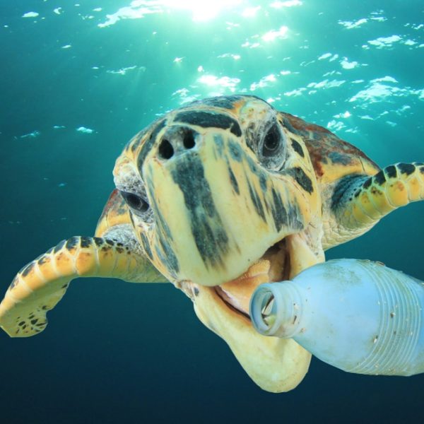 Nuevo estudio descubre que el 99 % de las tortugas marinas analizadas contienen microplásticos en sus órganos internos, incluidos sus sistemas reproductivos