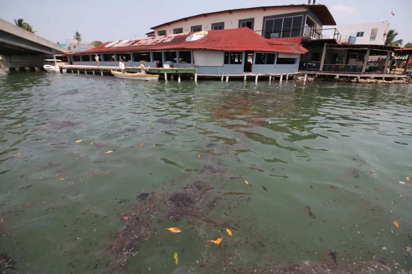 Derrame de petróleo en costas del Golfo de México; ¿afecta áreas naturales protegidas?