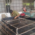Crean condiciones para levante de veda de la langosta, isla de la Juventud, Cuba