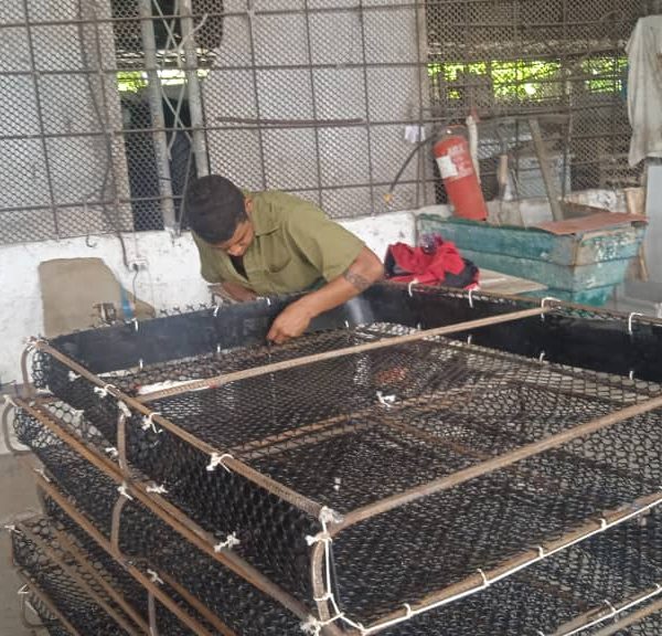 Crean condiciones para levante de veda de la langosta, isla de la Juventud, Cuba