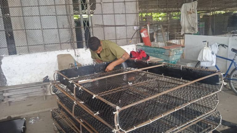 Crean condiciones para levante de veda de la langosta, isla de la Juventud, Cuba