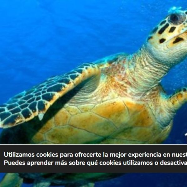 16 de junio Día Mundial de la Tortuga Marina