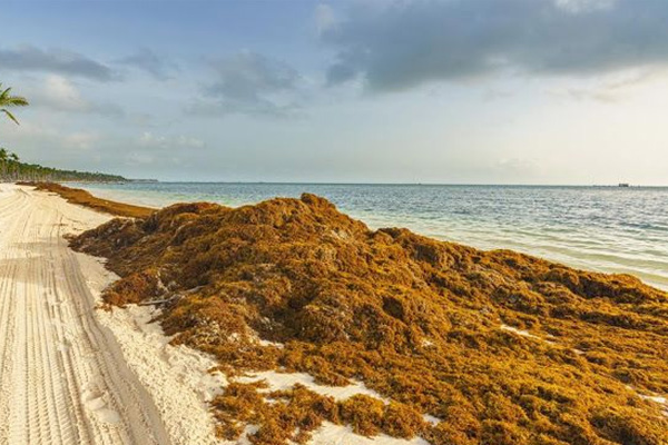 Sargassum Monitoring and Modelling – CNRM/Météo-France (Toulouse, France)-[Postdoc Offer]