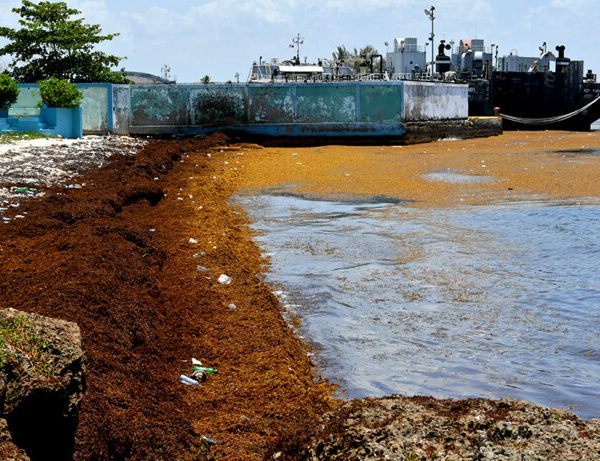 RD podría recibir más de 3.5 millones de toneladas de sargazo en 2025, según Medio Ambiente