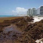 Alerta por récord histórico de sargazo en el Caribe y Florida en 2025