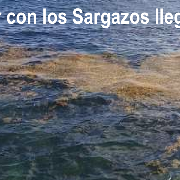 ¿Qué hacer con los Sargazos llegando a Cuba?