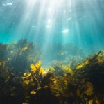 Científicos de la Universidad de Monash descubren secretos de las algas que podrían transformar los modelos climáticos