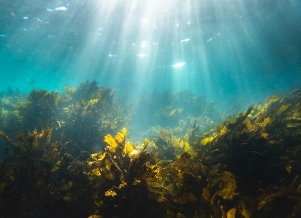 Científicos de la Universidad de Monash descubren secretos de las algas que podrían transformar los modelos climáticos
