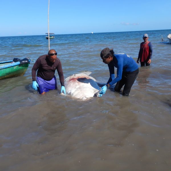 Cuba: El Manatí del Gran Caribe, una joya a proteger