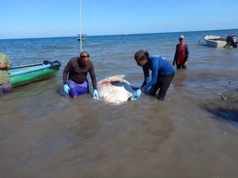Cuba: El Manatí del Gran Caribe, una joya a proteger
