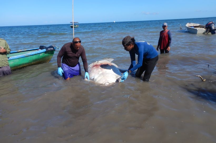 Cuba: El Manatí del Gran Caribe, una joya a proteger