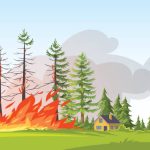 18 de Agosto. Día mundial de la Prevención de Incendios Forestales