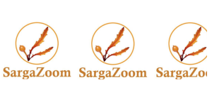 Entre el sargazo y la incertidumbre: así nació SargaZoom