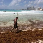 Cuba se suma al plan regional del Caribe contra el sargazo con apoyo europeo