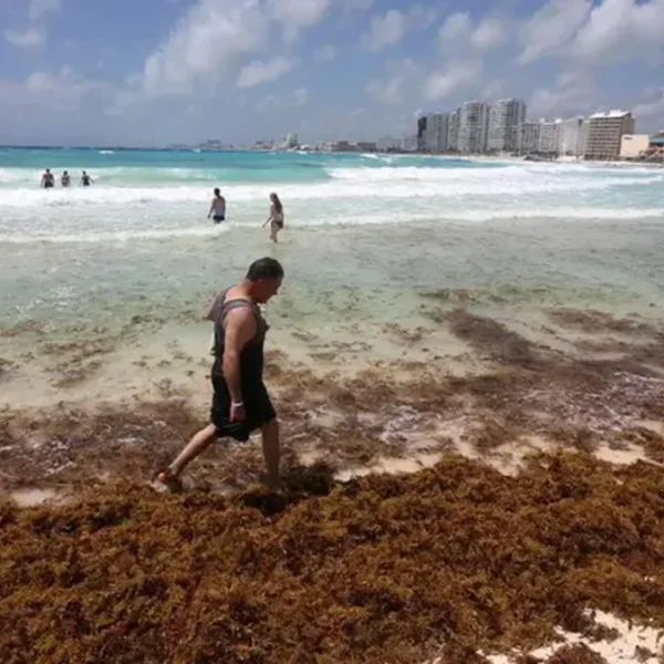 Cuba se suma al plan regional del Caribe contra el sargazo con apoyo europeo