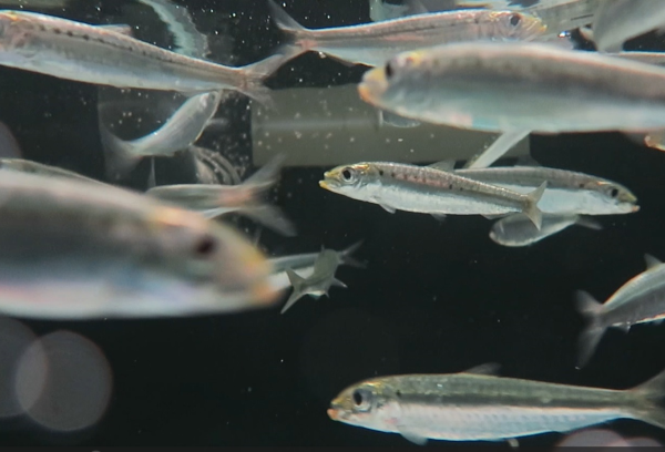 Entre el plástico y el cambio climático: los retos emergentes para las sardinas