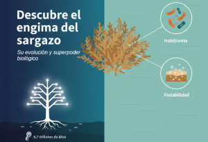 El Enigma del Sargazo: ¿Por Qué Este Alga y No Otra?