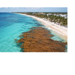 Récord histórico de sargazo en el Mar Caribe: más de 38 millones de toneladas avanzan hacia México y el sur de Estados Unidos, reporta Associated Press, con impacto en playas de Cancún, la Riviera Maya y Florida