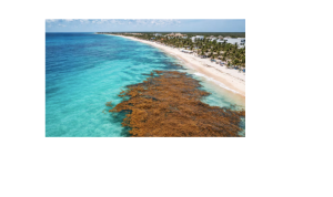 Récord histórico de sargazo en el Mar Caribe: más de 38 millones de toneladas avanzan&hellip;