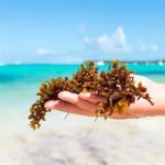 Del Mar de los Sargazos al Gran Cinturón del Atlántico: Origen, Evolución y Rol Ecológico del Sargazo que Arriba al Caribe