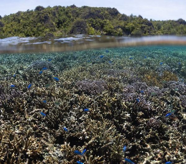 Entra en vigor un tratado internacional histórico para la protección marina