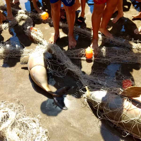 Contaminación en las costas bonaerenses: el 78% de la basura en las playas son plásticos