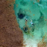 El Caribe ante un nuevo ciclo de Sargazo