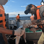 INIDEP continúa investigando a los peces pelágicos grandes en el banco de pez limón