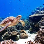 El mundo está ampliando las áreas marinas protegidas. ¿Acaso la contaminación por aguas residuales las pondrá en peligro?