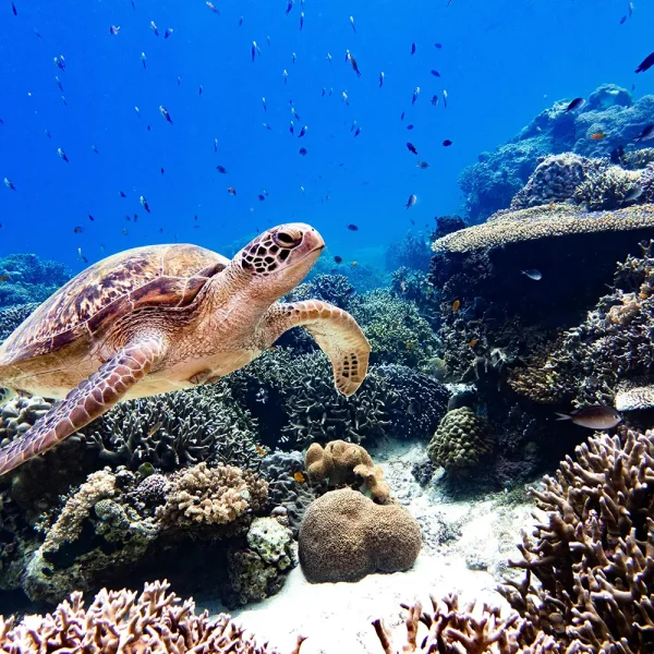 El mundo está ampliando las áreas marinas protegidas. ¿Acaso la contaminación por aguas residuales las pondrá en peligro?