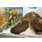 La mayor amenaza de las tortugas marinas del Mediterráneo está en el agua: la contaminación por plástico compromete su supervivencia