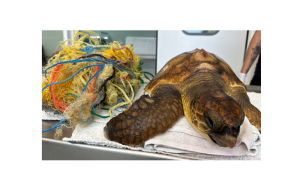 La mayor amenaza de las tortugas marinas del Mediterráneo está en el agua: la contaminación&hellip;