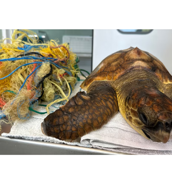 La mayor amenaza de las tortugas marinas del Mediterráneo está en el agua: la contaminación por plástico compromete su supervivencia