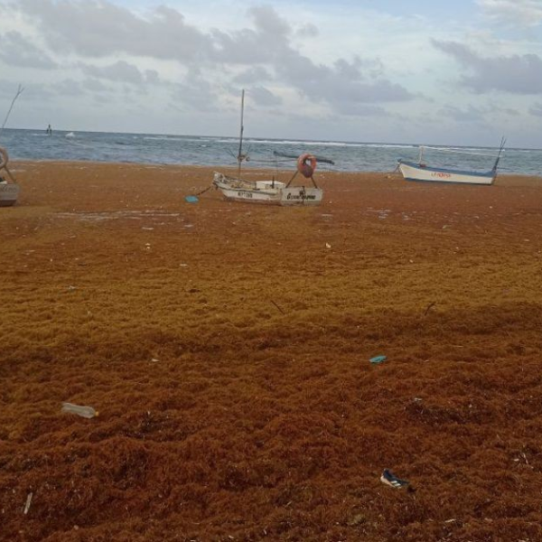 Costa de Guantánamo vuelve a cubrirse de sargazo: «Otra arribazón más»