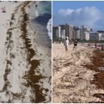 Expertos advierten sobre invasión récord de sargazo en Florida y fuertes corrientes de resaca