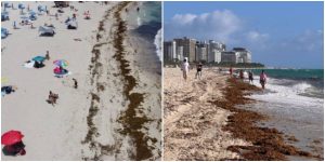 Expertos advierten sobre invasión récord de sargazo en Florida y fuertes corrientes de resaca