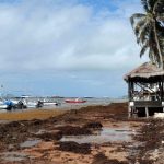 Récord histórico de sargazo en el Caribe en 2026: playas cubanas afectadas y hoteles bajan precios hasta un 40%