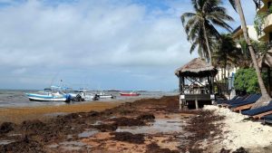 Récord histórico de sargazo en el Caribe en 2026: playas cubanas afectadas y hoteles bajan&hellip;