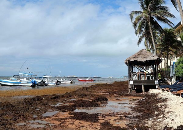 Récord histórico de sargazo en el Caribe en 2026: playas cubanas afectadas y hoteles bajan precios hasta un 40%